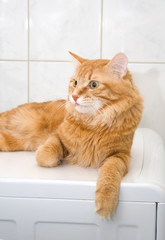 Kurilian bobtail on washing machine