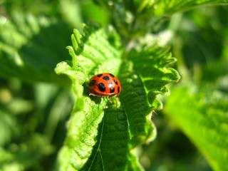 Fototapeta premium Marienkäfer