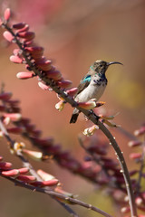 White-bellied Sunbird