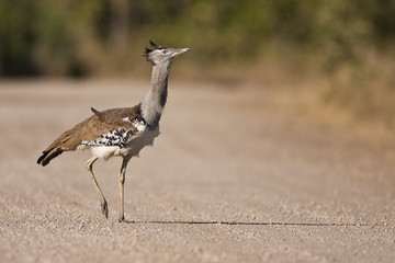 Kori Bustard