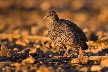 Crested Francolin