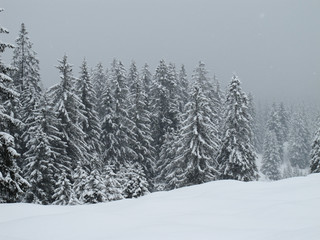 Winterwald