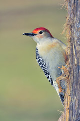 Red-bellied Woodpecker