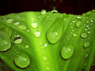 Green drops