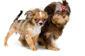 Puppies chihuahua and a colour lap dog