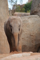 Fototapeta premium African Elephant