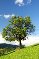 Fototapeta na wymiar Green tree