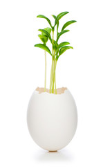 New life concept with seedling and egg on white