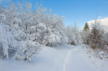 Fototapeta na wymiar Spazieren im Schnee