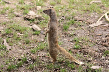 Yellow Mongoose