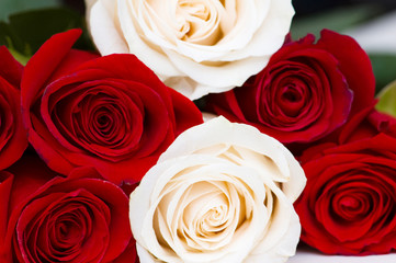 Red and white roses isolated on white