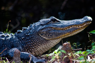 Fototapeta premium hungry gator lurking in the everglades