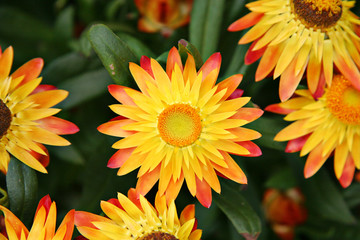 Closeup of orange flowers