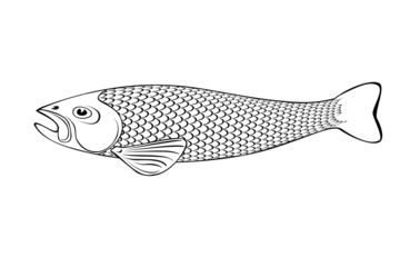 black and white fish illustration isolate