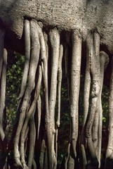 Mangrove roots growing down from branch