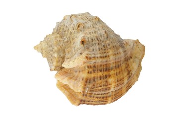 Sea shell - isolated