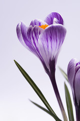 crocus