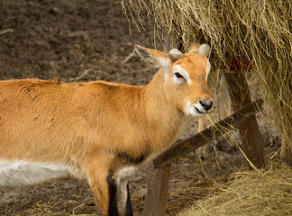 Young blackbuck antelope eating straw - 20354714