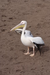 Great White Pelican