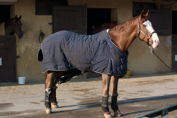cavalli in maneggio 4