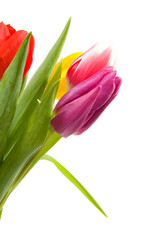 Dutch tulips over white background