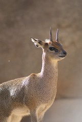 Klipspringer