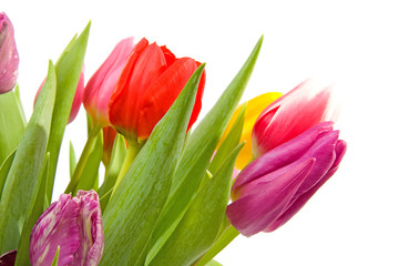 Dutch tulips over white background