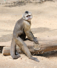 Monkey