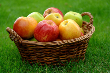 Apples in a basket