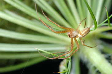 Male spider