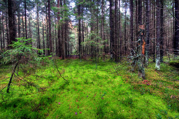 In dense fantastic wood in the autumn