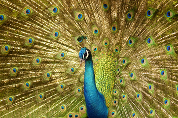 Fototapeta premium Peacock.