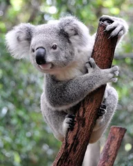 Fotobehang Nieuwsgierige koala © daphot75