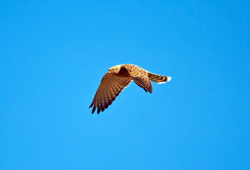 Greater Kestrel flying in the bright blue sky