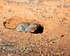 Mouse heading for the safety of his hole