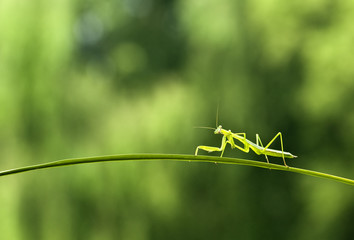 Falling branch of the mantis