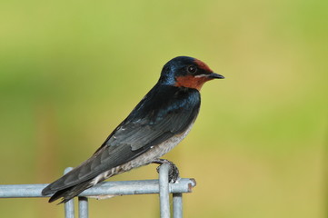 Obraz premium pacific swallow in the parks