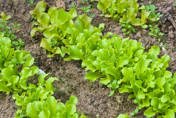 rows of lettuce