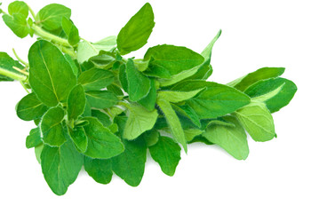 Fototapeta premium oregano