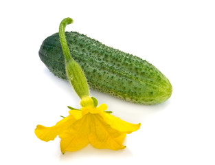 fresh cucumber