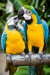 Foto op Canvas Couple of parrots © Kirill Zdorov