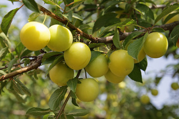 Yellow ripe plum on branches of a garden tree