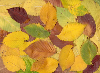 Background from the multi-coloured fallen down autumn leaves