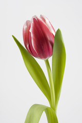 Red tulip