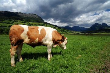 Fototapeta na wymiar Bull in a grass filed