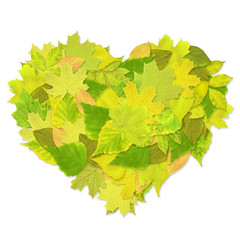 Heart from green leaves