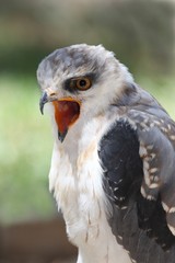 Black-shouldered Kite Bird
