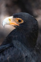 African Black Eagle Portrait