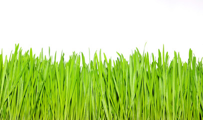 green grass