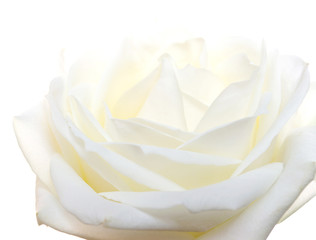 l white rose